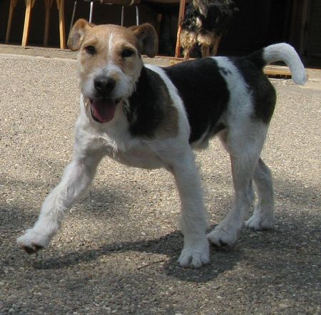 MILO - x fox terrier 4 ans - Spa de Saverne (67) MILO-04