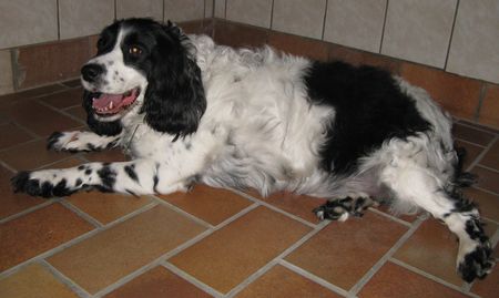 Trouvé le 23 juin  - chien 5-10 ans - Spa de Saverne (67) Stambach