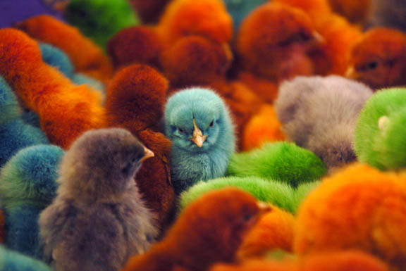       Colored_chicks