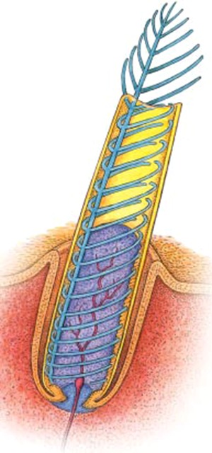 Malédiction ! Pennaceous_feather_follicle_thumb