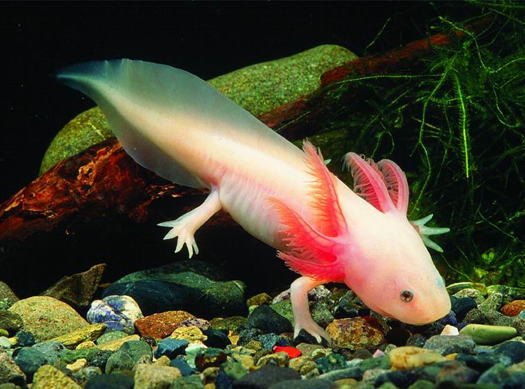 projet..  373_Axolotl_Ambystoma_mexicanum.e