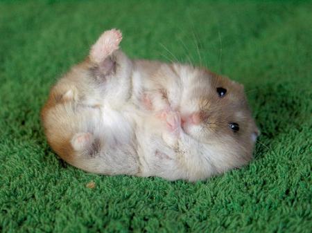  Hamster(2)