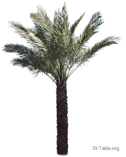 صور لأشجار النخيل..........فوق الخيال Www-St-Takla-org--Palm-Tree-01