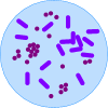 Learn English Language   الفهرس Index 4 Bacteria