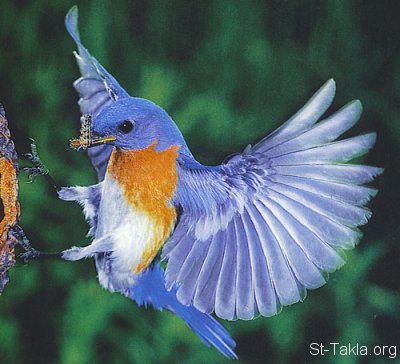 مجموعة طيور نادره واخر شياكه St-Takla-org___BlueBird