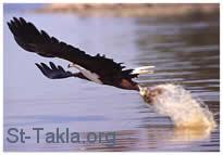 قصة نسر يصطاد سمكة! St-Takla-org___Eagle-Big-Fish