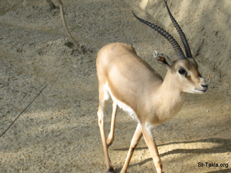 صور غزلاااااااان جميله St-Takla-org___Gazelle-Rhim-01