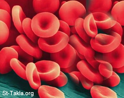 معلومات هامة عن التبرع بالدم Www-St-Takla-org__Blood-Cell