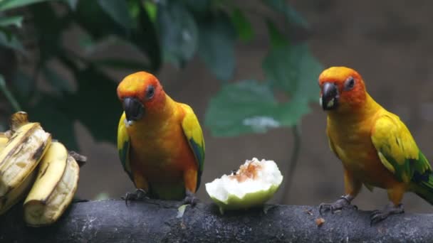 IMAGENES ENCADENADAS (Juego) - Página 26 Depositphotos_25433399-stock-video-parrot-eats-fruit