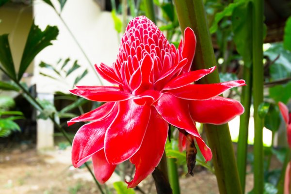 Fleur Martine 30/07/2015 - Trouvée par Ajonc Depositphotos_26413723-Blossom-Torch-Ginger-flower