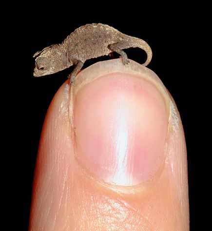 الكائنات الحية Tiniest-chameleon-found-finger_48798_600x450