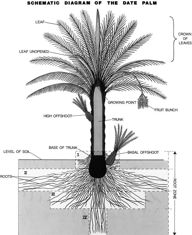 jika "salib' berasal dari "sulbi" yang berarti tulang ekor, seperti ini kah "disalib"? - Page 2 Palm-dates-tree