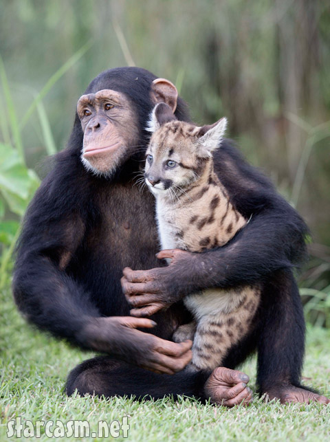 Image du jour: Anjana et le bébé Puma FP_3516544_BARM_Chimp_Puma_EXCL_083109