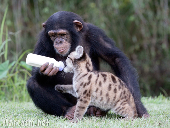 Image du jour: Anjana et le bébé Puma FP_3516547_BARM_Chimp_Puma_EXCL_083109