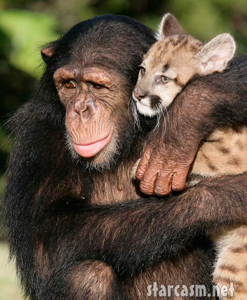 Anjana et le bébé puma FP_3516550_BARM_Chimp_Puma_EXCL_083109