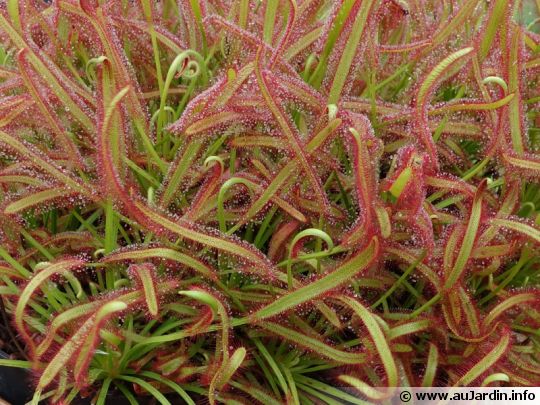 Le Drosera ou Rossolis du Cap. Famille des Droséracées. Drosera-capensis-540x405