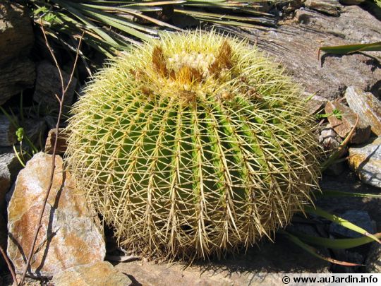 la fleur de Martin du 16 Juin trouvée par Blucat - Page 2 Echinocactus-grusonii-540x405