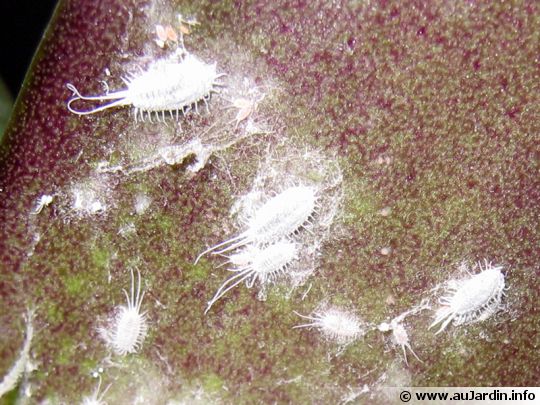 Parasites des plantes? Quel insecte et que faire? Pseudococcus-longispinus-540x405