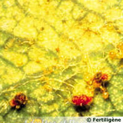 Parasites des plantes? Quel insecte et que faire? Acarien