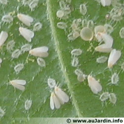 Parasites des plantes? Quel insecte et que faire? Aleurodes