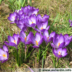 Plantations de printemps Crocus-violet