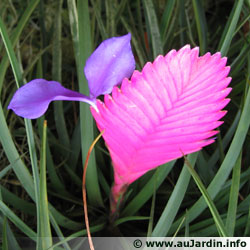 Les plantes de jardin et d'intérieur(un peu de tout) Tillandsia-cyanea