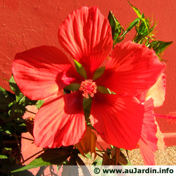 Hibiscus coccineus Hibiscus-coccineus