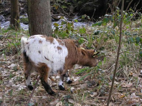 gestation - Gestation (changement morphologiques et signes mise bas) Artimage_481721_3464220_201106131433893