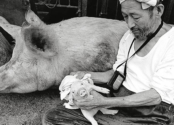 Qué bello es vivir Otchan-cute-pig-farmer-toshiteru-yamaji-8