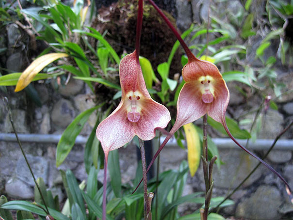 9 loài hoa “độc lạ” nhất thế giới Flowers-look-like-animals-people-monkeys-orchids-pareidolia-5