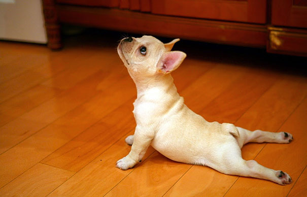  Image search game!  - Page 3 Funny-animals-doing-yoga-2