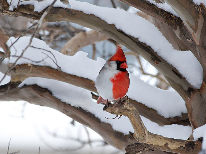 20+ Animals With Unexpected Colors Unusual-colored-animals-191__700