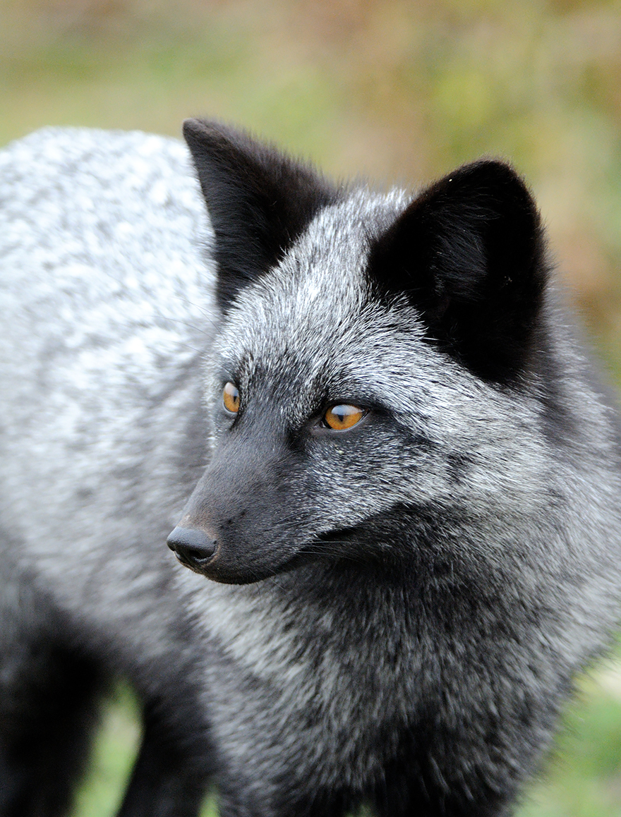 BONJOUR - BUEN DIA - Page 29 Fox-species-photography-4-2