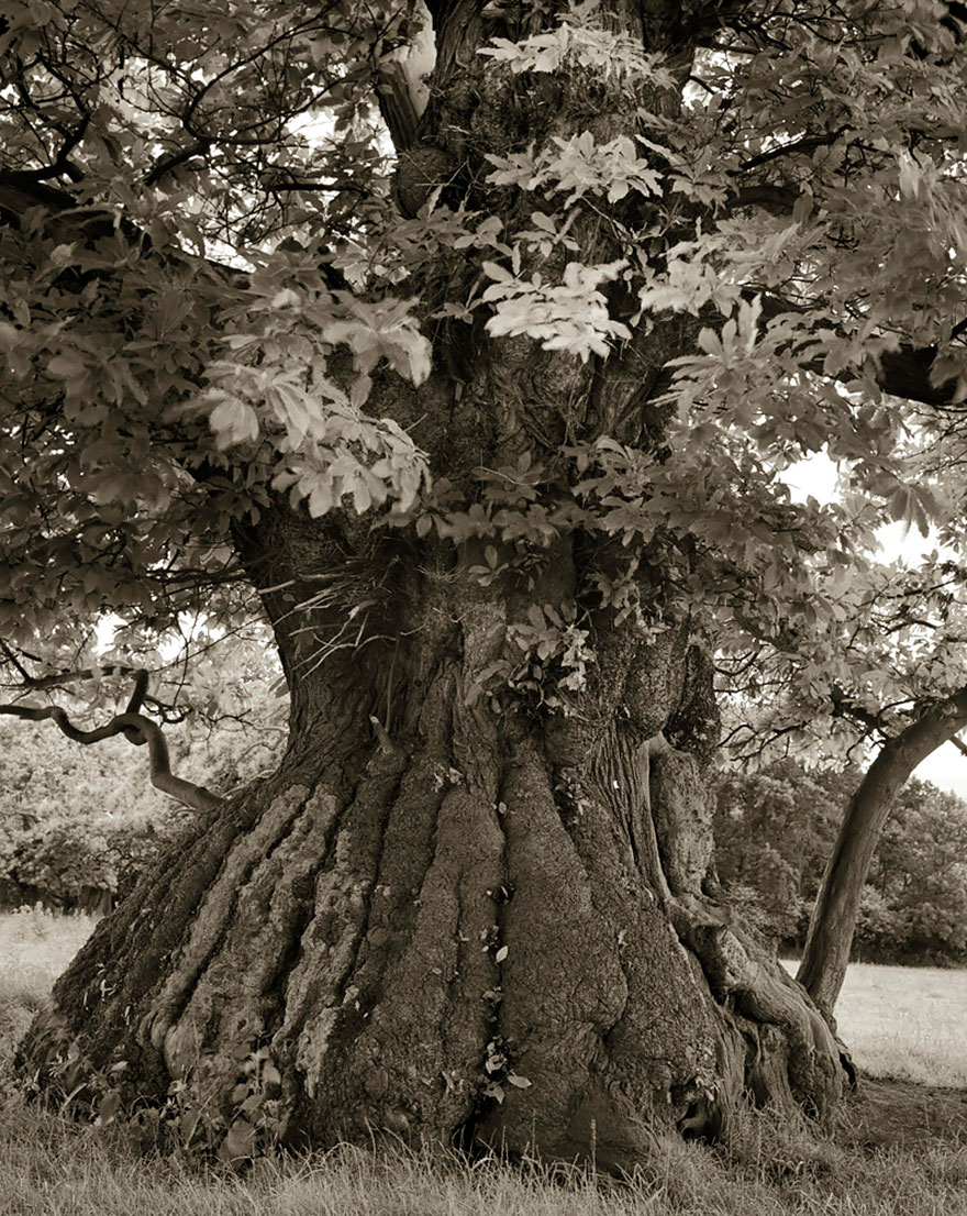 In tribute to the Oak Ancient-trees-beth-moon-12