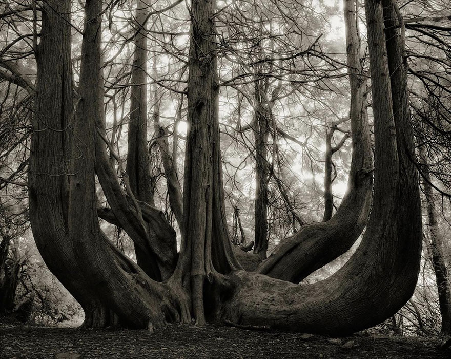 In tribute to the Oak Ancient-trees-beth-moon-14