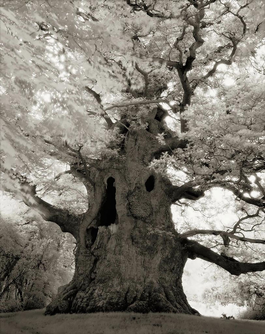 In tribute to the Oak Ancient-trees-beth-moon-16