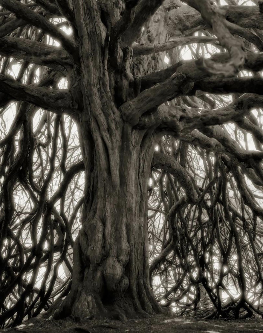 In tribute to the Oak Ancient-trees-beth-moon-18