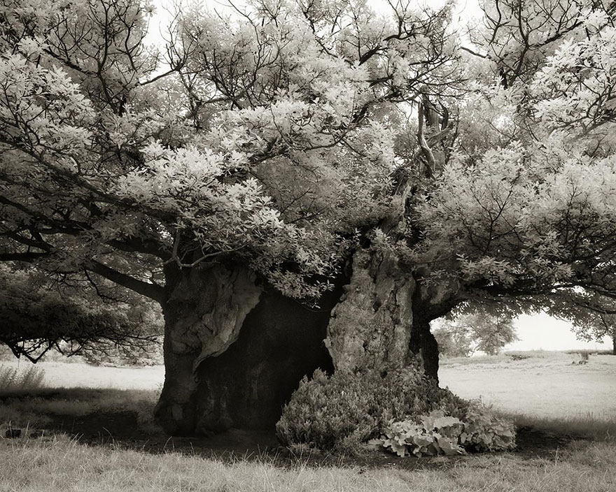 In tribute to the Oak Ancient-trees-beth-moon-19