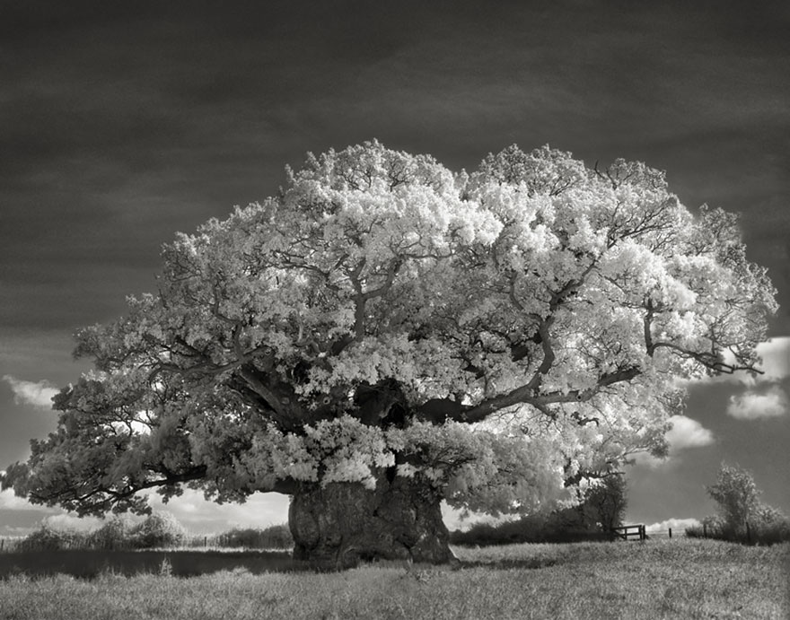 In tribute to the Oak Ancient-trees-beth-moon-2