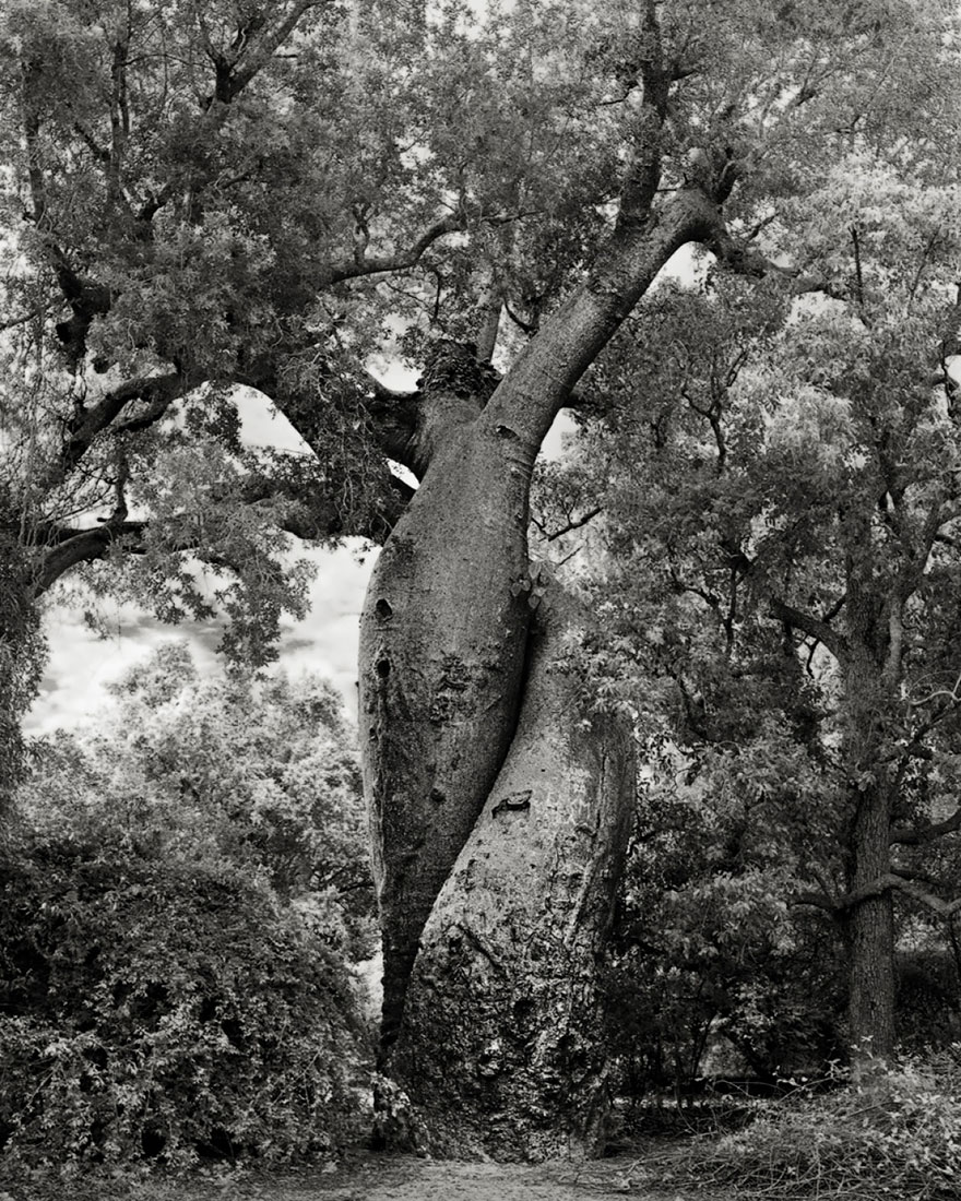 In tribute to the Oak Ancient-trees-beth-moon-20