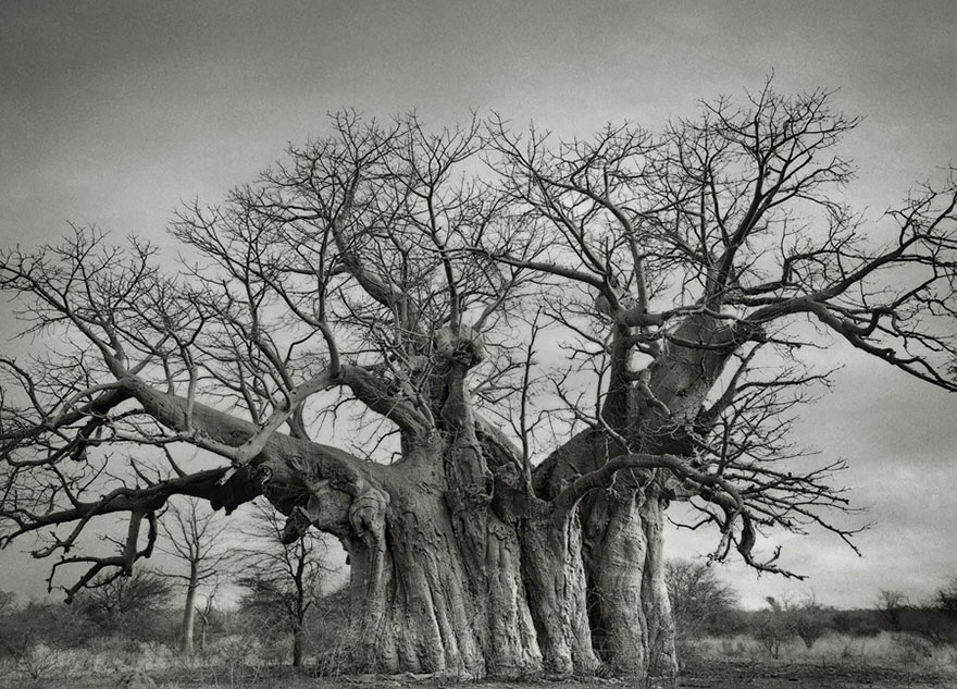 In tribute to the Oak Ancient-trees-beth-moon-3