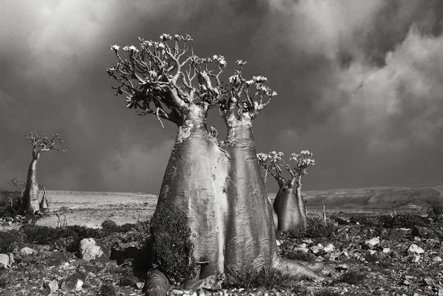 In tribute to the Oak Ancient-trees-beth-moon-5