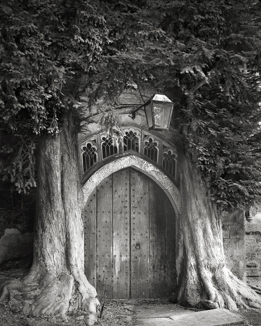 In tribute to the Oak Ancient-trees-beth-moon-6