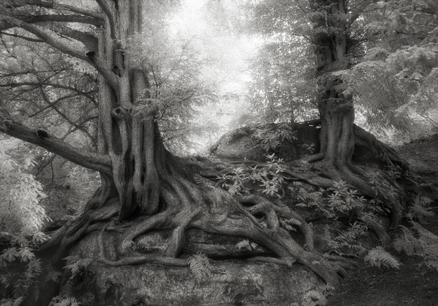 In tribute to the Oak Ancient-trees-beth-moon-7