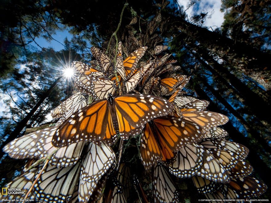 20 bức ảnh rất đẹp về thế giới động vật và những cuộc di trú Animal-migration-photography-21__880