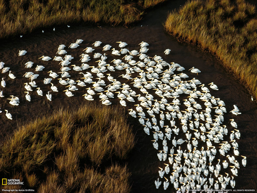 20 bức ảnh rất đẹp về thế giới động vật và những cuộc di trú Animal-migration-photography-31__880