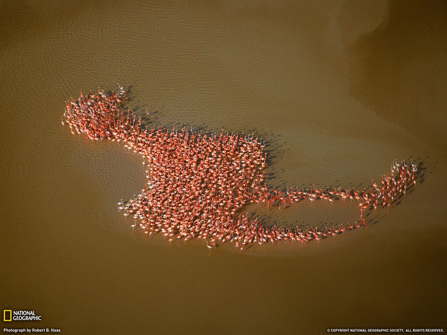 20 bức ảnh rất đẹp về thế giới động vật và những cuộc di trú Animal-migration-photography-41__880