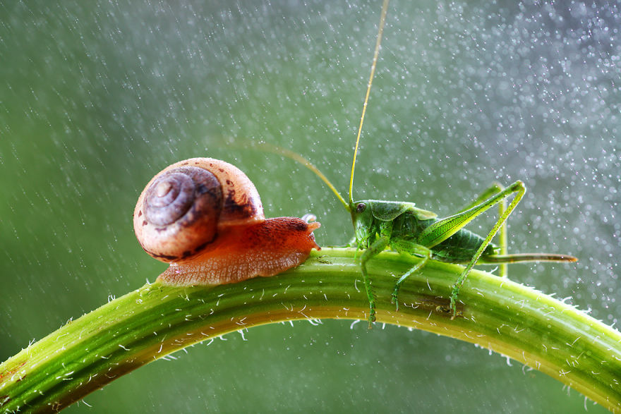 Ốc, Côn Trùng và Nấm Macro-photography-vadim-trunov-15__880