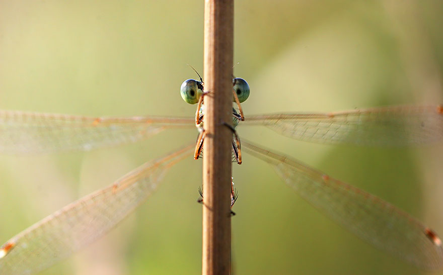 Ốc, Côn Trùng và Nấm Macro-photography-vadim-trunov-27