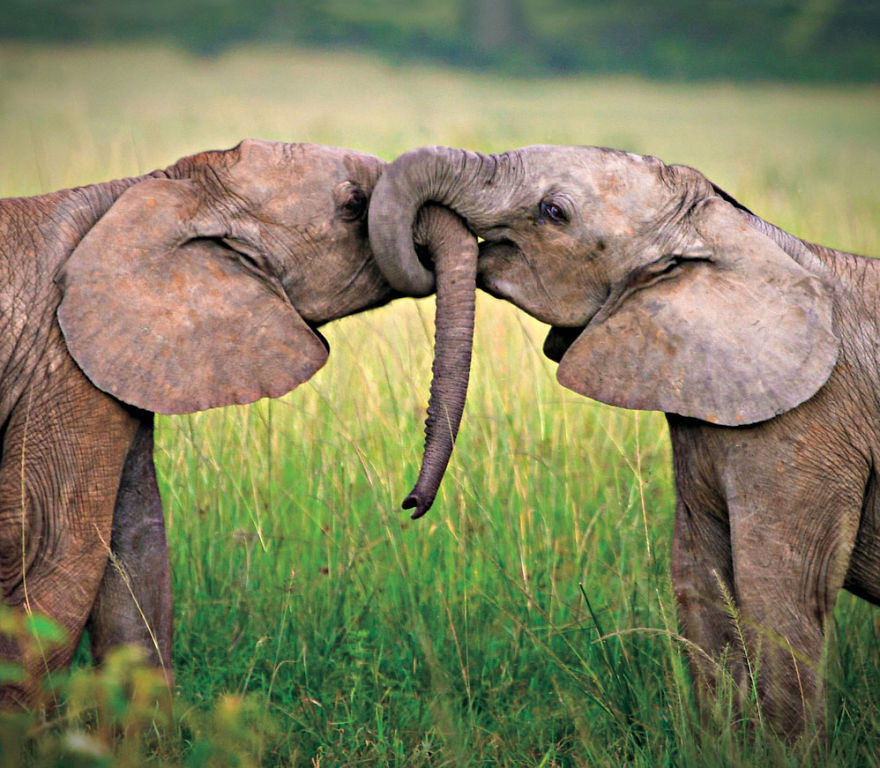 Tỏ tình ... Animal-couples-elephants__880